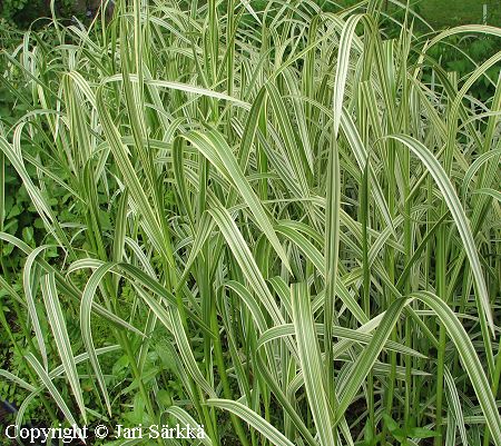 Glyceria maxima 'Variegata', kirjosorsimo